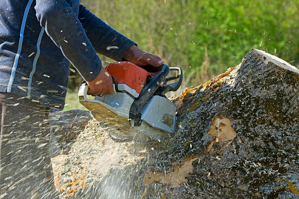 Best Tree Pruning Services  in Shark River Hills, NJ